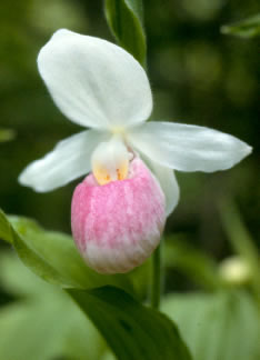 Cypripedium s0055